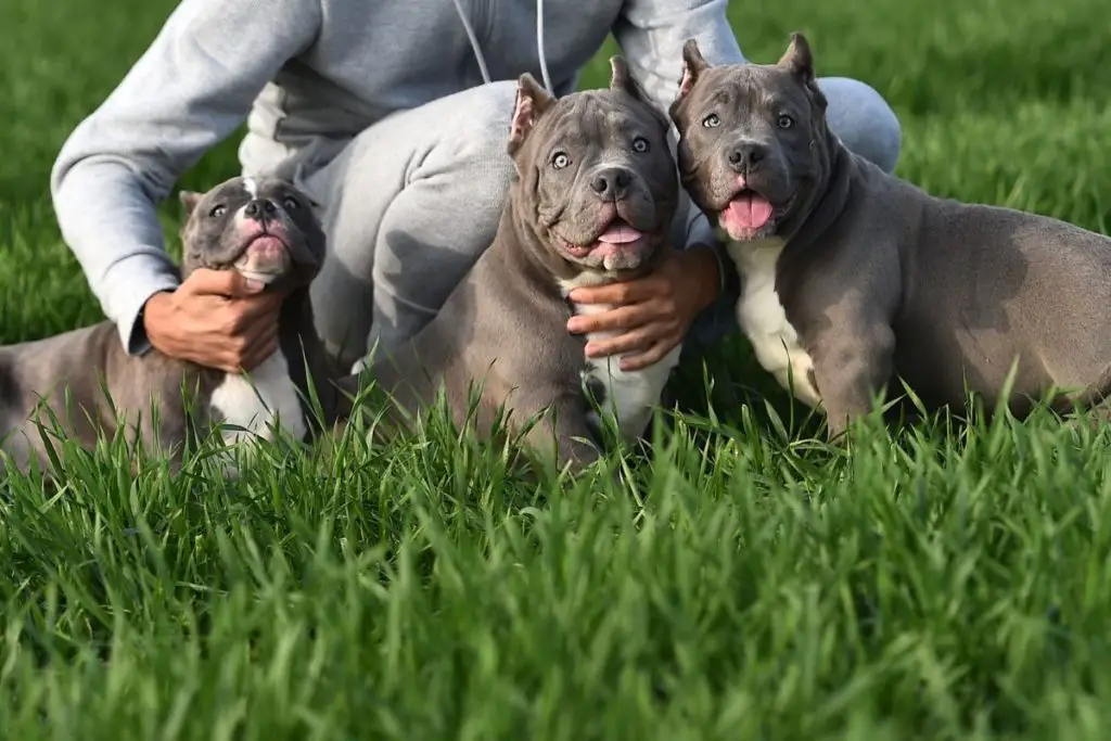 American bullies on grass to show why are American bullies so expensive 
