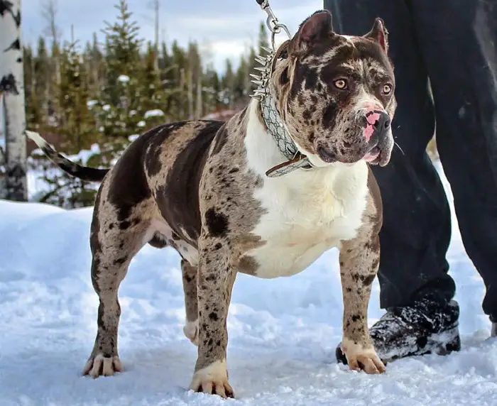 a photo of the merle bully to show what it looks like