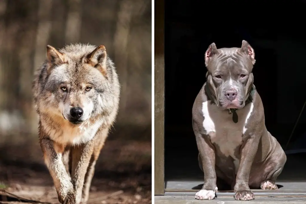 pitbull vs wolf to answer can a pitbull kill a wolf 