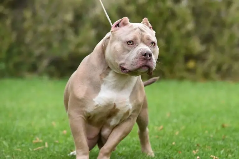 Is The American Bully Considered An Aggressive Breed? 6 Tips to Train Your Bully