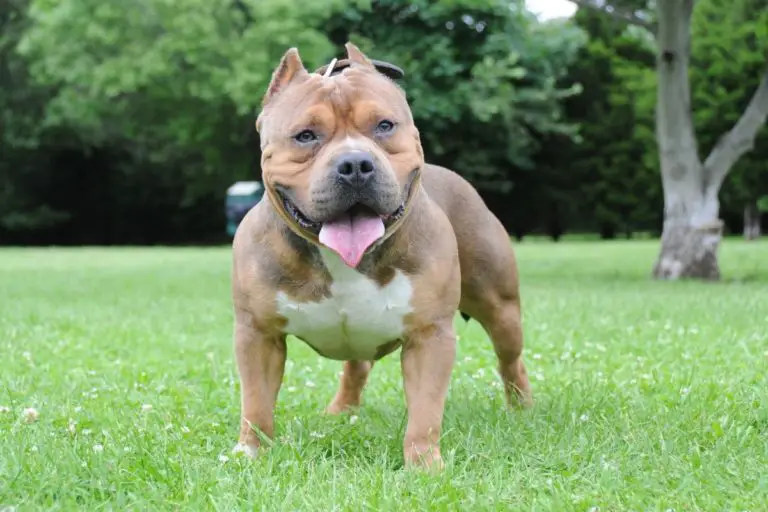 A Guide to the Tri-Colored American Bully (All Questions Answered!)