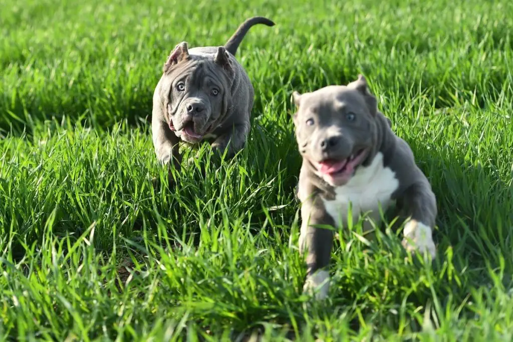 american bully playing with pitbull to show how are American bullies good with other dogs 