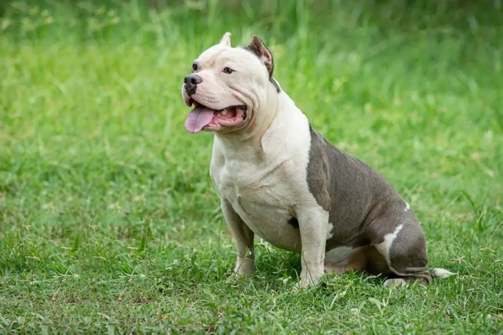 american bully on grass to answer can American bullies outside 
