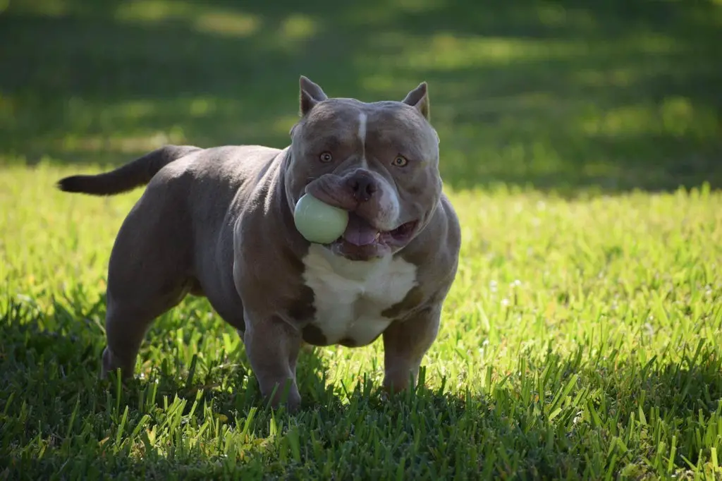 Pocket bully with tennis ball to answer are pocket bullies aggressive 