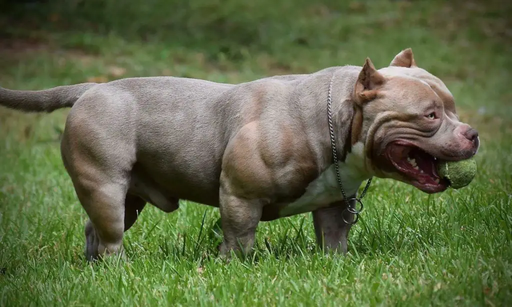 a photo of a muscular bully to show that American bullies are strong
