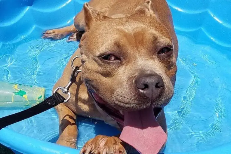 Can American Bullies Swim? A Training Guide (& Safety Tips)