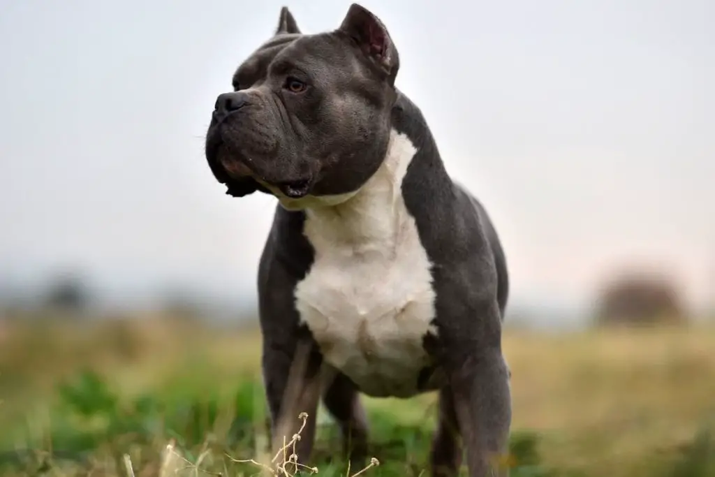 American bully on grass to answer how much do American bullies cost 