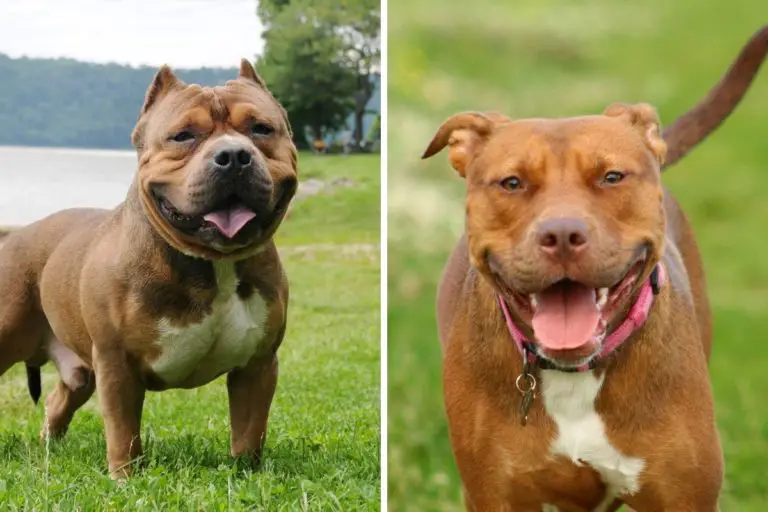 Is An American Bully A Pitbull? How to Tell Them Apart Easily