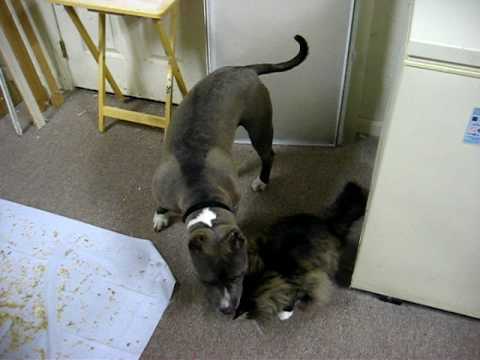 American bully playing with cat to show how are American bullies good with cats