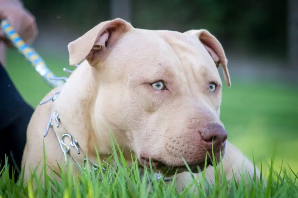 pitbull on leash to answer are pitbulls hypoallergenic 
