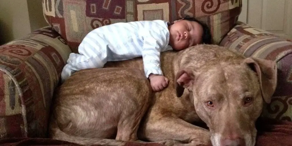 a photo of a pitbull and a baby to show are pitbulls good with kids