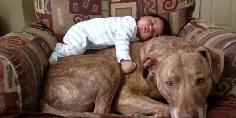 Are Pitbulls Safe Around Babies? A Complete Guide for New Parents