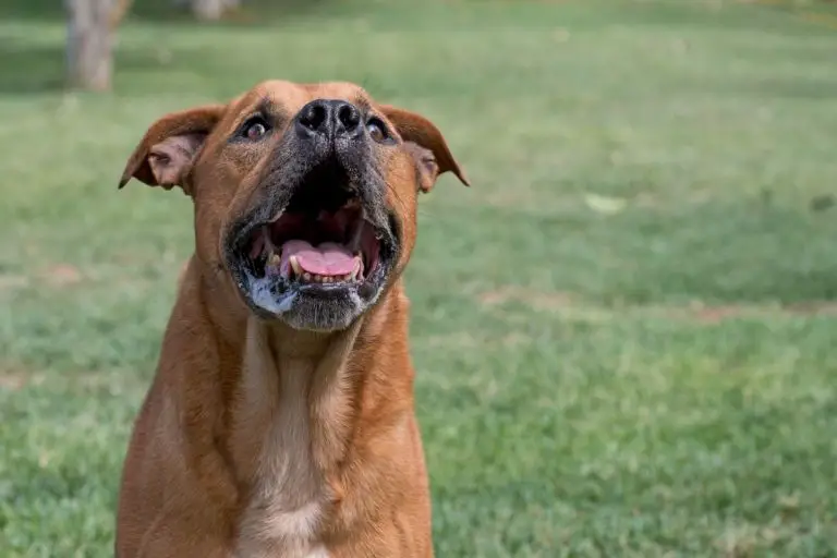 Why Doesn’t My Pitbull Bark? Reasons and Solutions