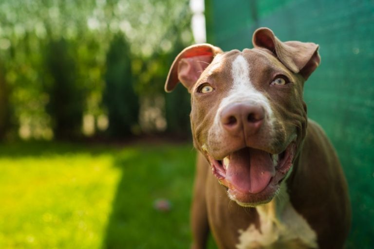 Why Are Pitbulls So Whiny? 7 Reasons and Solutions