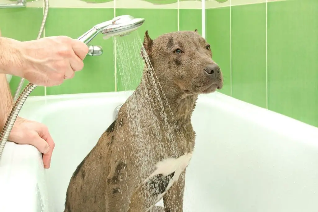pitbull getting a bath 