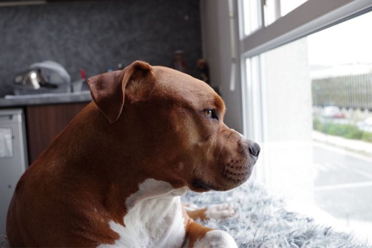 Why Does My Pitbull Stink? 9 Reasons and Simple Solutions To Try
