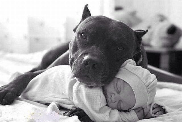 pitbull with baby to show why are pitbulls good with kids 