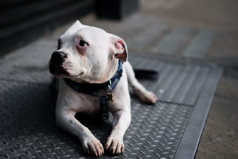 How to Correctly Discipline a Pitbull? 8 Useful Tips from Experts