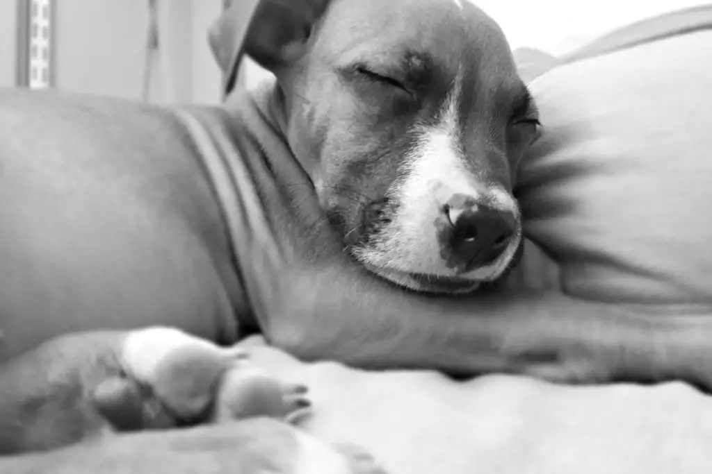 pitbull sleeping to answer should you let your pitbull sleep with you 