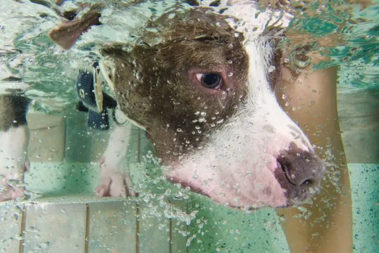 Can Pitbulls swim? A Step-by-Step Swimming Guide + Safety Tips