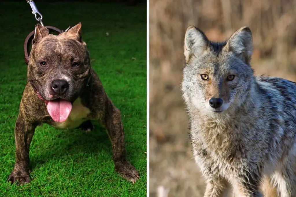 pitbull vs coyote to show how can a pitbull kill a coyote 