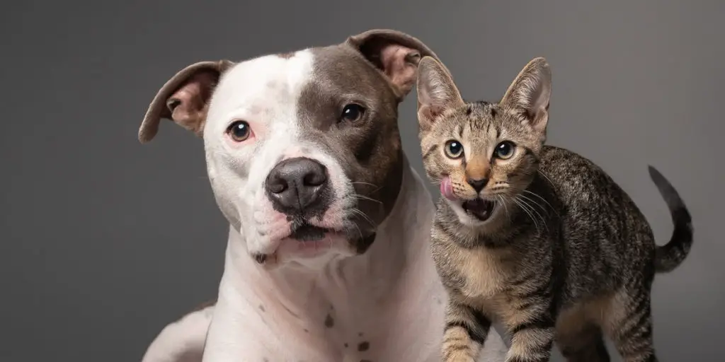 a photo of cat and a dog to show why dogs are better than cats