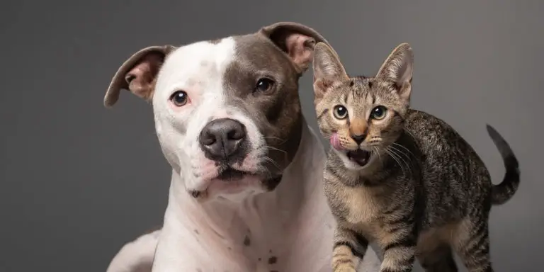 Are Pitbulls Good With Cats? [How to Introduce a Pittie To a Kittie]