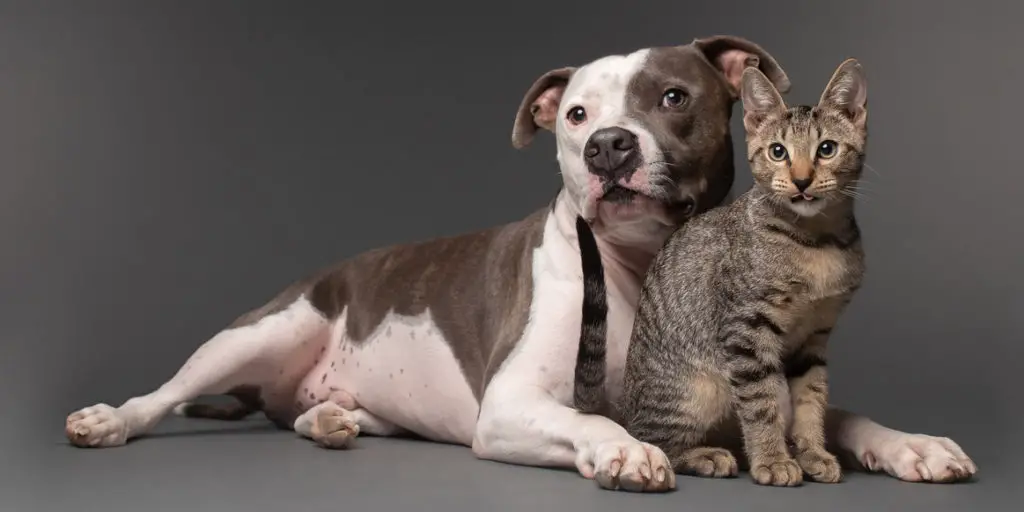 pitbull with cat to show how are pitbulls good with cats