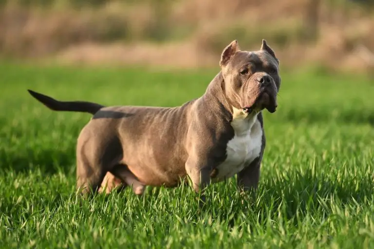 What is the American Bully Mixed With? A Simple Explanation