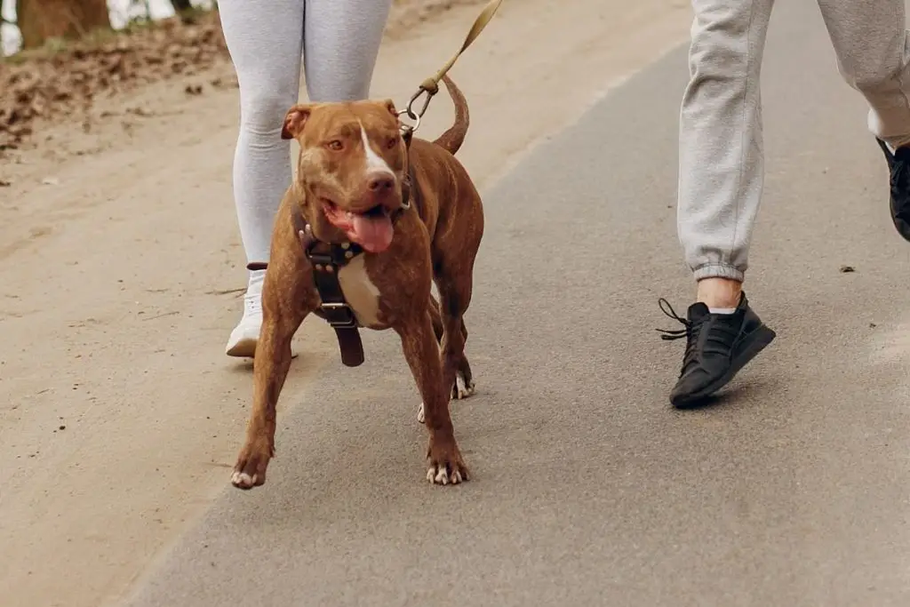 pittie running with owners to show why are pitbulls good running dogs 