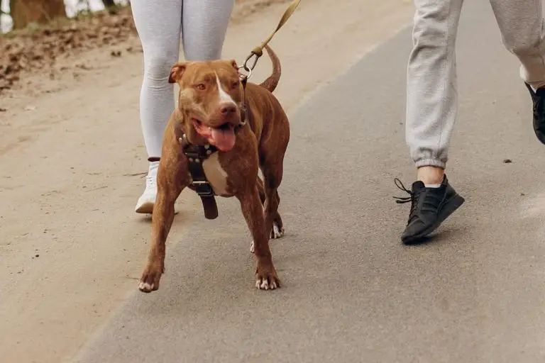 Are Pitbulls Good Running Dogs?A Guide to Running with Pitties