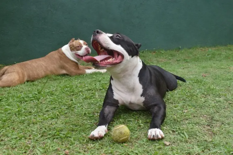 Is The American Bully Considered An Aggressive Breed?