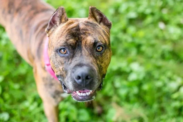 Are Brindle Pit Bulls More Aggressive? 8 Things to Know About’em
