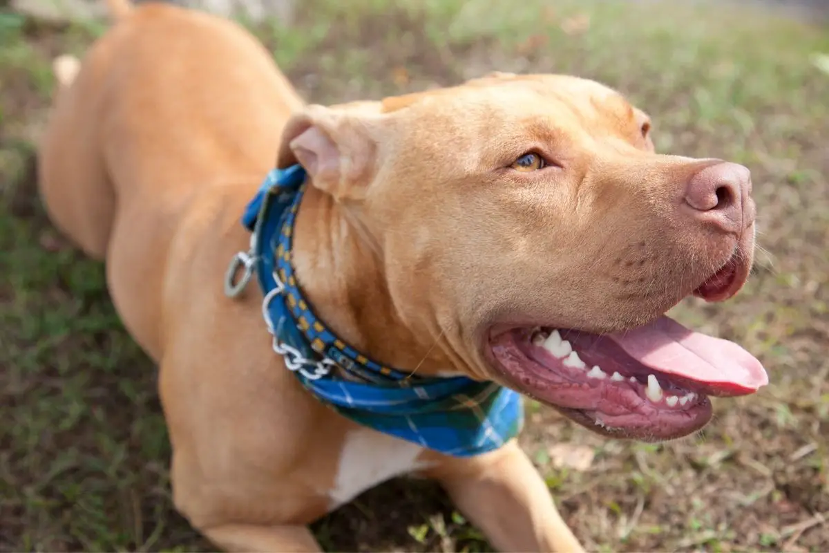 Do Pitbulls Have Hair or Fur? All You Need to Know About ...