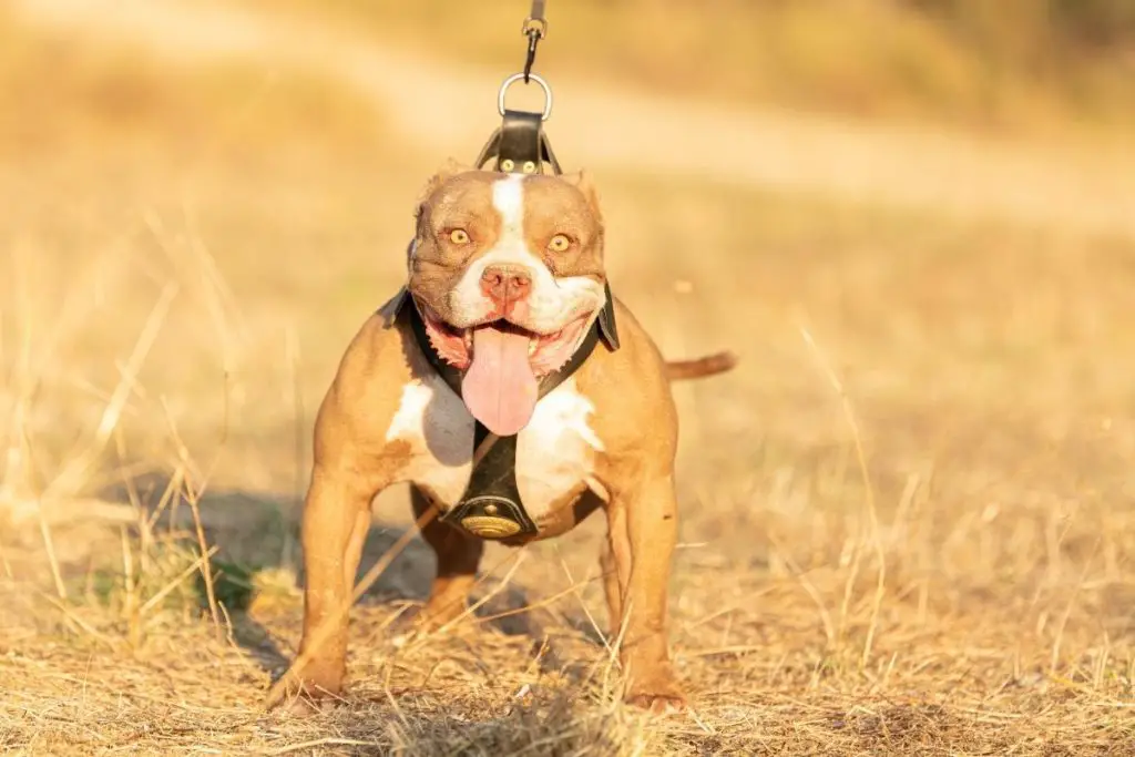 brown pocket bully exercising to answer do American pocket bullies need exercise 
