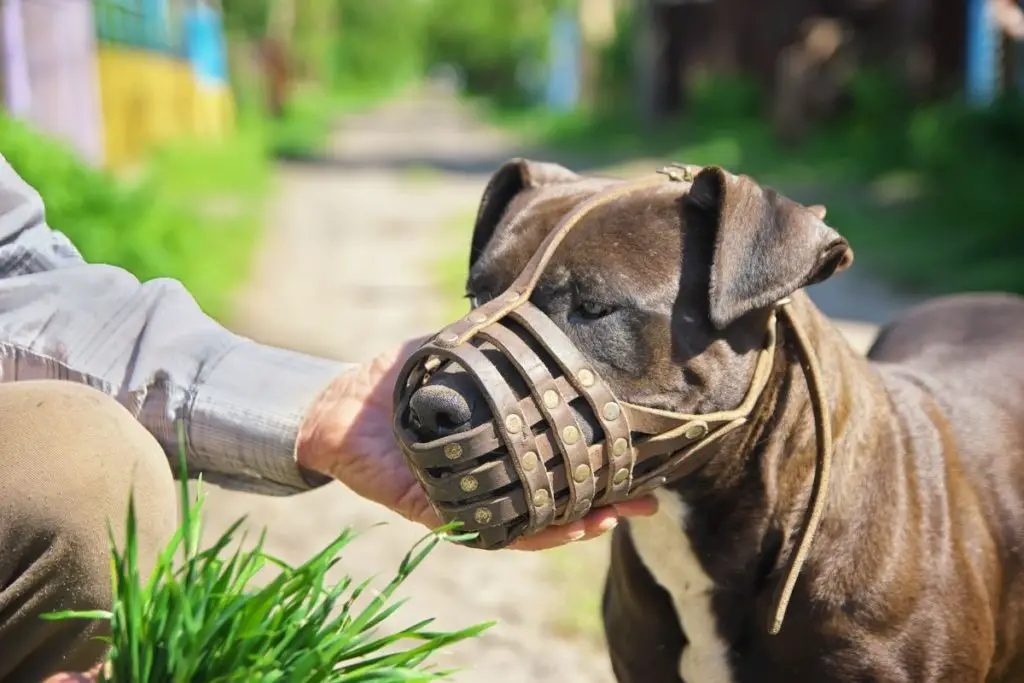 a photo of a muzzled pit bull to show that pit bulls do snap
