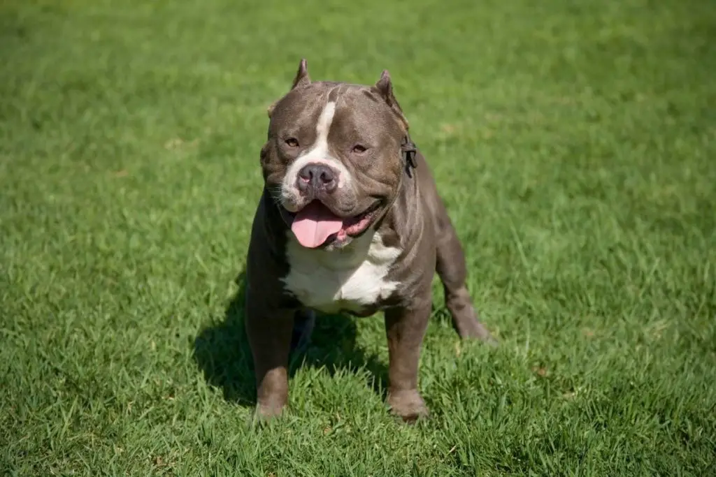 pitbull on grass to answer are pitbulls naturally muscular 