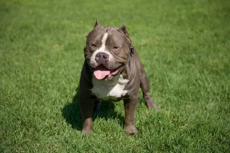 Are Pitbulls Naturally Muscular? Quick Tips to Make Your Pitbull More Muscular