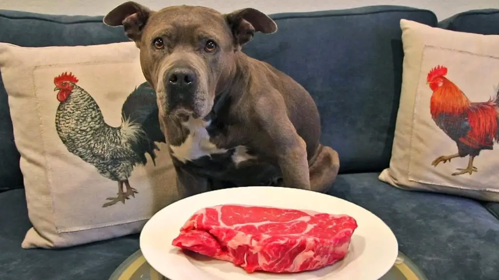 pitbull in front of a plate with meat to answer should pitbulls eat raw meat 