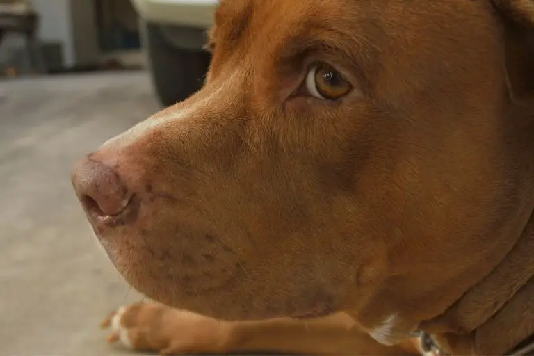 Will A Pitbull Turn On You? Why Some Pitbulls Attack Their Owners
