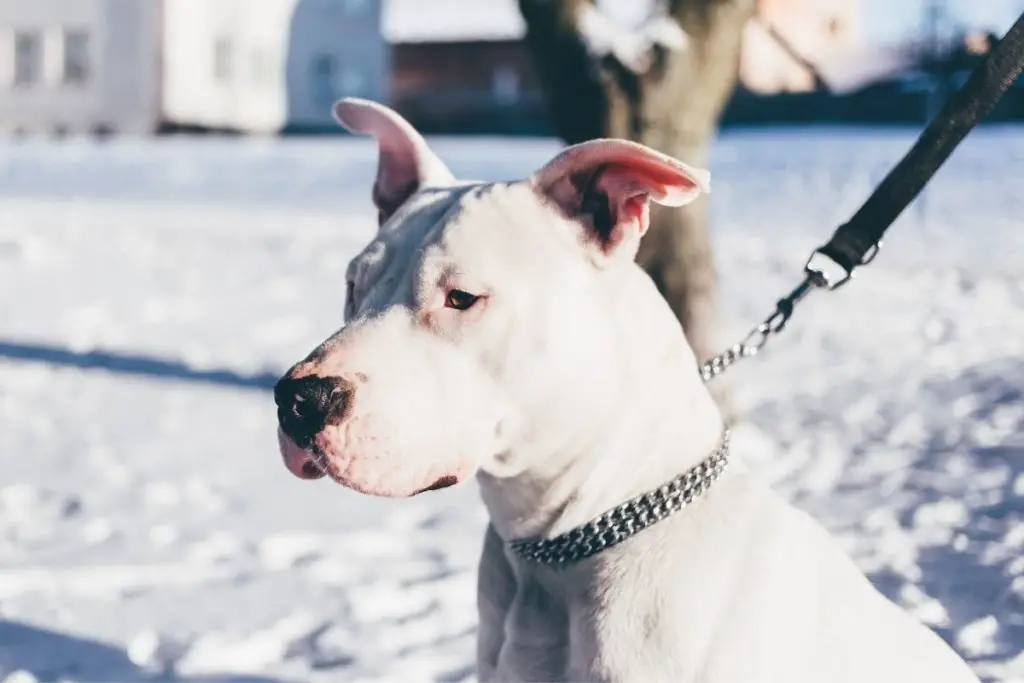 pitbull on snow background to show why is your pitbull shaking