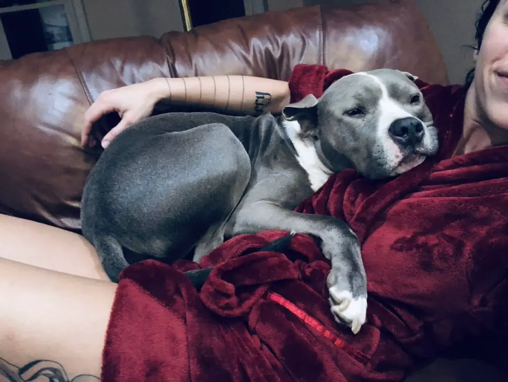 pitbull sitting on woman to show why do pitbulls sit on you 