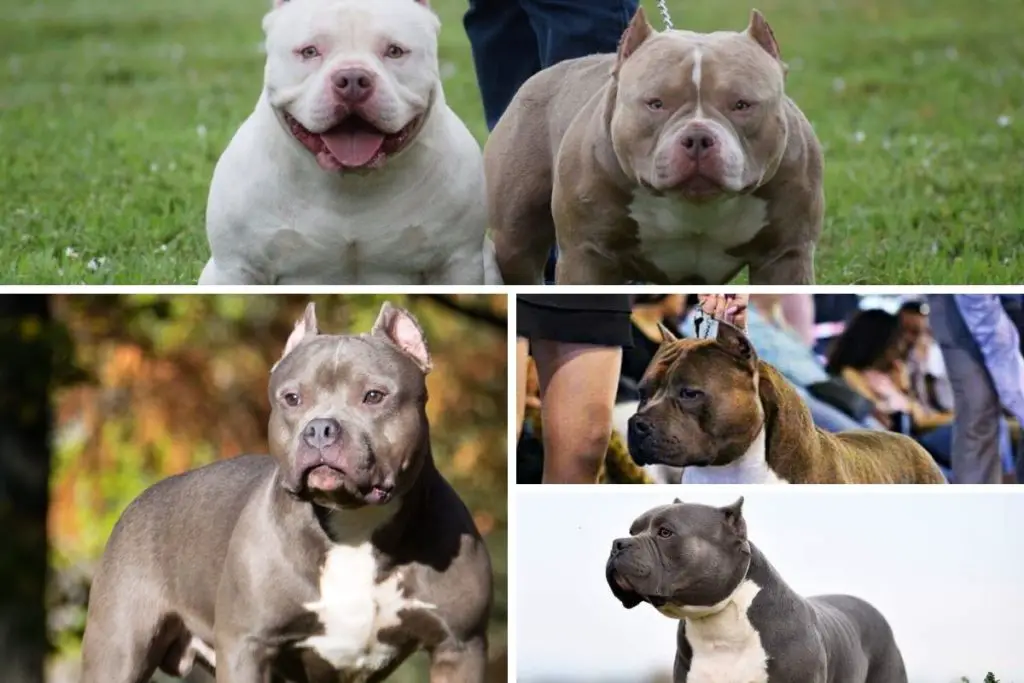 the 4 types of american bully in a one grid