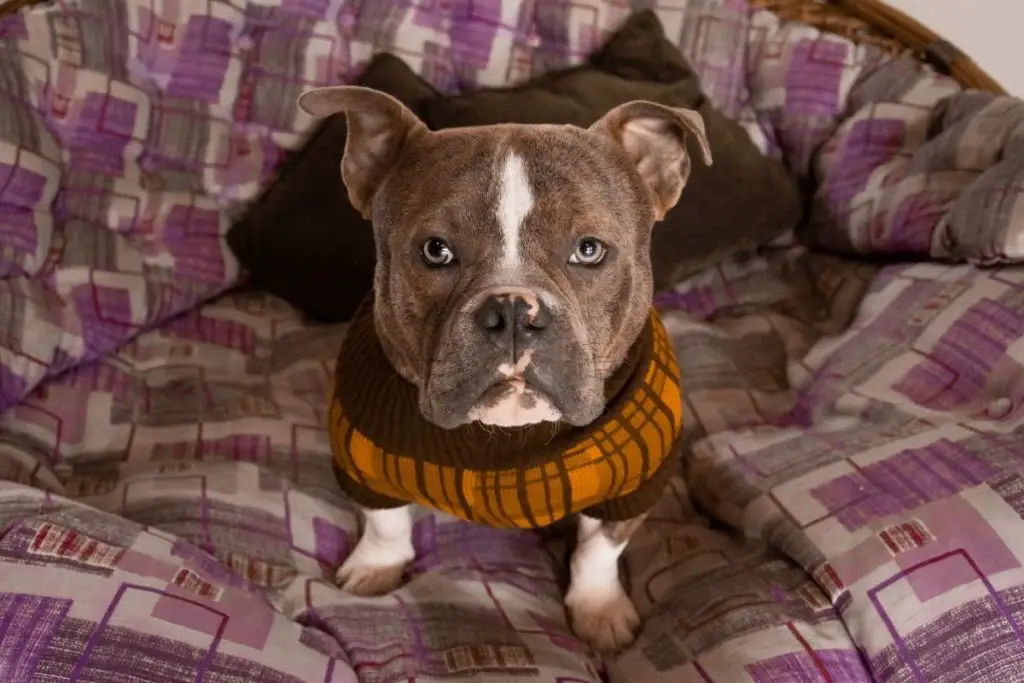 American bully dog in winter clothes to answer do american bullies get cold 