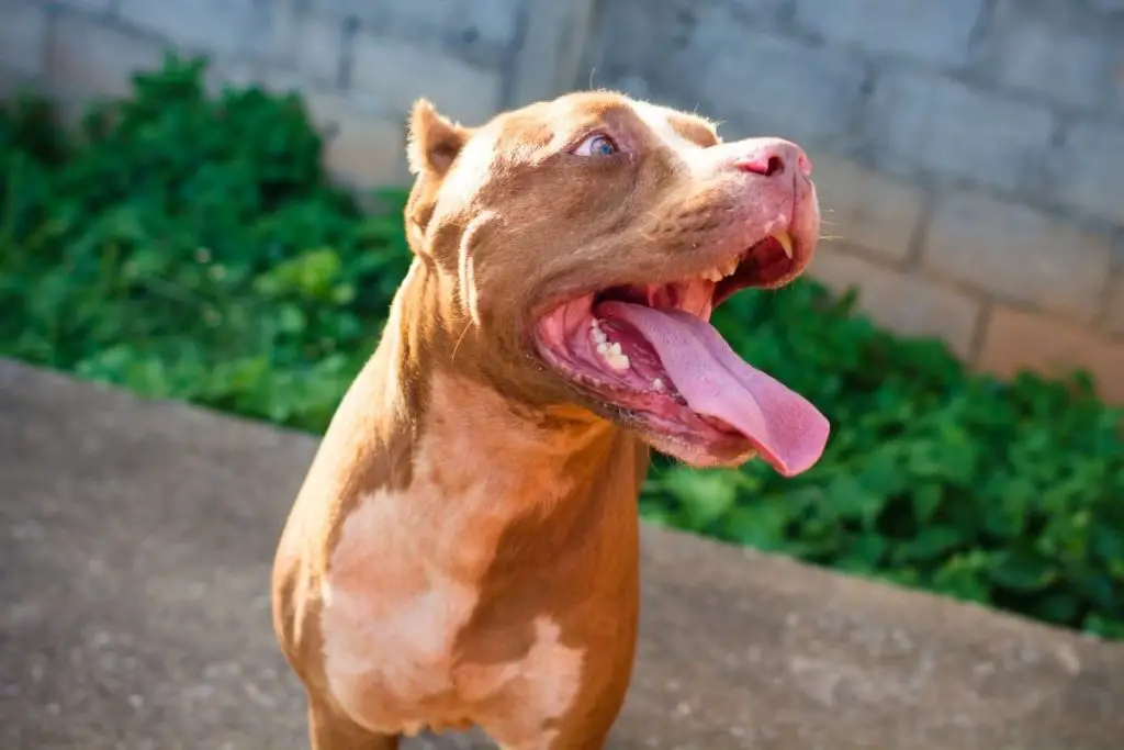 pitbull in the sun to show how can pitbulls handle hot weather