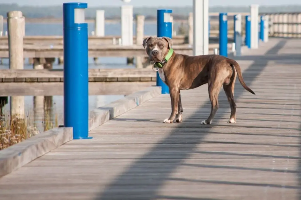 pitbull on a ship dock to show why do pitbulls run away