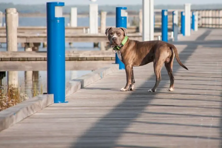 Do Pitbulls Run Away? (Training Them Not To & How To Find Them)