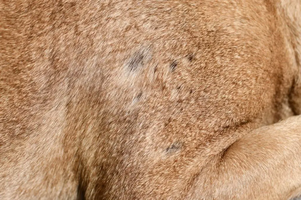 pitbull losing hair in patches and showing bald spots