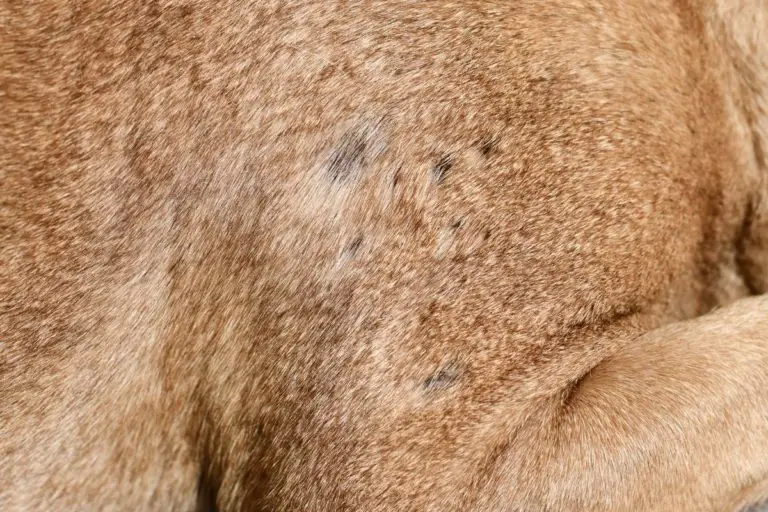 Why Is My Pitbull Losing Hair in Patches? 6 Reasons and Solutions
