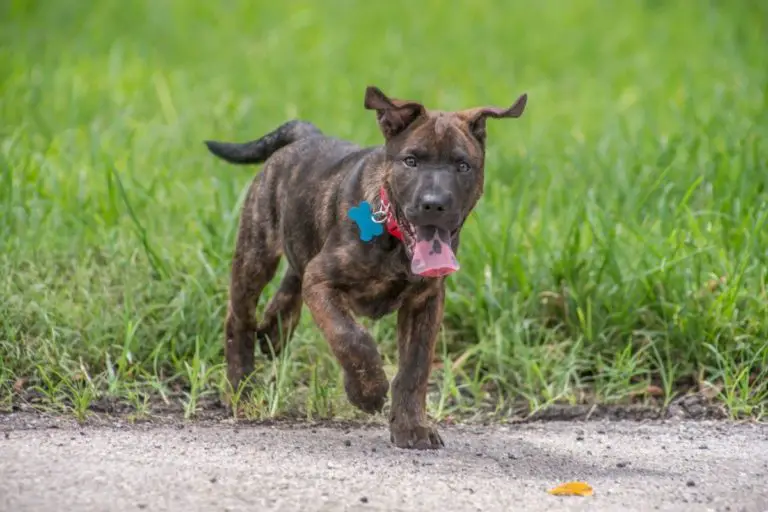 The Brindle Pitbull – Are They Actually Special? [Guide with Pics]
